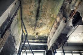 Why You Should Choose Our Mold Remediation Services in Angola On The Lake, NY